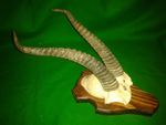 MONGOLIAN GAZELLE EXOTIC SKULL HORNS Trophy Hunting Taxidermy