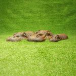 Rusting Rusty Metal Garden Sculpture, Hippo Birthday Gifts, Ornaments Animals