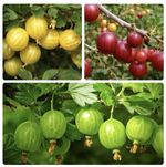 Gooseberry Trio – 3L Plants | Hinnonmäki Yellow, Red & Green Varieties