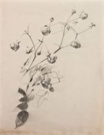 Konrad Evil Cotton Plant Study Original Pencil Circa 1900