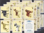 GALLAHER-FULL SET- DOGS 1934 (CAPTIONS IN BLOCK L24 CARDS) EXCELLENT+++