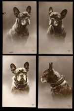 FRENCH BULLDOG Frenchi Dog Photographic Postcards X 4 C. 1928