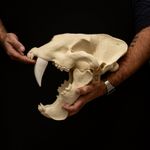 Sabertooth Skull Replica Homotherium Skull Saber Tooth Cat Fossil Display
