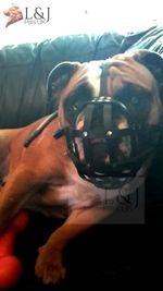 Leather Dog Muzzle for English Bulldog and Other dogs with short snout