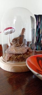 Taxidermied  Jenny Wren  In Dome