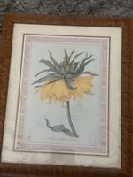 Very Nice Framed Botanicals Print by Windsor Art - Narcissus P.J Redouute