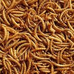 UK Dried Mealworms – Premium - Garden Bird - In Sealed Bags - Sold In Litres