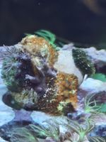4 baby mushroom  Frag Marine Aquarium Soft Coral corals frags wyswyg