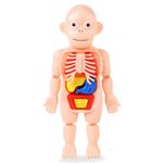 Child Anatomy Model with Removable Organs Educational for Classroom, Toddlers