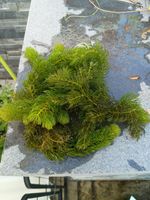 Hornwort Ceratophyllum Demersum Floating Oxygenating Aquatic Plant large bunch