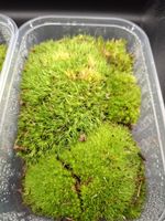 10 by 15 cm Live Cushion Moss, Bun Moss for Terrariums, Mossariums, Vivariums
