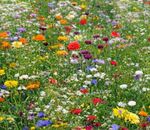 1Kg Wild Flower Meadow Seed CERTIFIED Butterfly Bees Plant Scented Mix 100% Seed