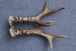 PAIR OF ROE DEER ANTLERS (SET, HORNS, CABIN, KNIFE, CARVING, HUNTING, TAXIDERMY)