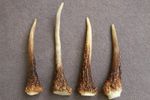 4 RED DEER ANTLER TIPS TINES SECTIONS