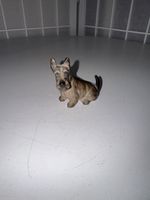 Rare Royal Doulton Miniature Scottish Terrier Dog Figurine