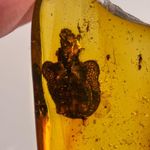 Ommatidae Beetle in Burmese / Burmite amber fossil / 100% genuine 