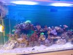 Aqua One 250L fish tank