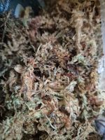2L Fresh Sphagnum Moss | Bioactive Terrariums | Isopods | Reptiles | Vivariums