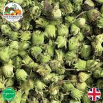 Fresh British Cobnuts from Organic Farms - New Season Green Hazelnut Variety