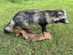 Nice New Common Raccoon Dog Mount (Nyctereutes procyonoides) - Taxidermy