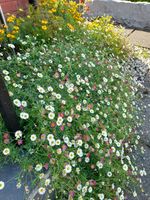 600+ Seeds Erigeron Karvinskianus Profusion – Hardy Daisy Flower Seeds
