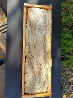 Raw Acacia Honeycomb Full Frame 2.3kg 2025 Harvest Organic Unfiltered Pure Honey