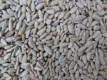 Sunflower Hearts Premium BAKERY GRADE wild bird feed 12.5kg -Next Day DELIVERY -