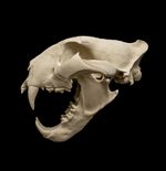 Tiger Skull Replica Siberian Big Cat Skull Oddities Taxidermy Display Model