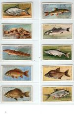 PLAYERS: Fresh-Water Fishes (Pink Back) 1933 Full Set 50 Cigarette Cards
