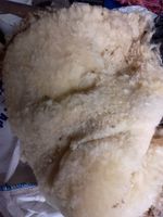 Beulah fleece, raw, unwashed, free of major vegetation.