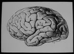 Magic Lantern Slide HUMAN BODY NO53 C1950 VINTAGE MEDICAL ILLUSTRATION A BRAIN