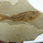 Fossil Fish Dapilis Macrurus Oligocene Provence France Glass in Collectors Box