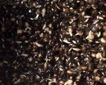 Prepared Hempseed 5kg Prepared Carp Bait Perfected Particles