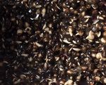 Perfected Particles carp fishing particle baits Hempseed 5kg