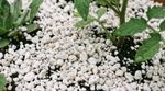 Premium Perlite 0.5L / 1L / 2L / 5L / 10L / 100L grade 1 to 6mm PLANT IT