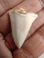 1 3/8” Modern Great white shark tooth, UPPER JAW PRINCIPAL USA Shipping Only 