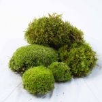 Live Moss Bundle Mixed Fresh Mosses for Terrariums Cushion Moss Sheet Moss Fern