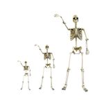 Halloween Skeleton Poseable Realistic Faux Human Skeleton Full Body with Movable