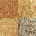 ORGANIC OAT, BARLEY, RYE, WHEATGRASS GRAIN SEEDS -JUICING SPROUTING CAT GRASS 