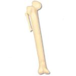 NOVELTY BONE PEN (FEMUR) NURSE ORTHO RADIOGRAPHER FUN & COLLECTABLE! Black Ink