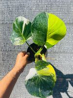 Rare Philodendron White Wizard Tricolor Variegated Houseplant
