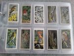 Brooke Bond Wild Birds In Britain 1965 Full Set Of 50 perfect condition 
