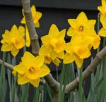 Daffodil Plant Golden King Alfred Garden Hardy Flowering Garden Plant Bulbs