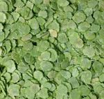 Micronized FLAKED PEAS Dried Flaked Peas Rabbit Food Small Animal