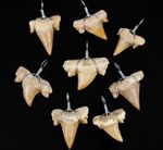 Otodus Shark Tooth Pendant 2–3cm Genuine Fossil Wire Wrapped Natural Gift