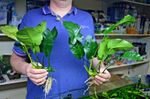 XL Anubias barteri Broad Leaf  x2 live Plant tropical fish aquarium 20-30cm