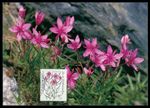 FRG MK FLORA ALPINE FLOWERS FLOWERS MAXIMUM CARD CARTE MAXIMUM CARD MC CM h0841