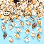 Mini Craft Shells 12mm with Holes for Threading Summer Seaside Jewellery Crafts
