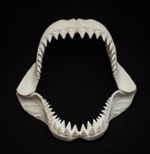 Shark Jaw Replica 40cm Megalodon Shark Teeth Jaws Fossil Display