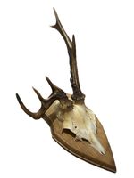 Truly Bizarre Deformed Roe Deer Antlers Animal Skull Taxidermy Decor Oddities